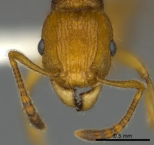 Tetramorium kali specimen