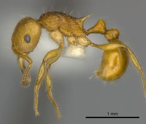 Tetramorium kali specimen
