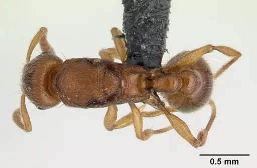 Tetramorium karthala specimen