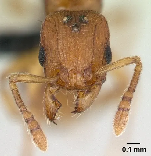 Tetramorium karthala specimen