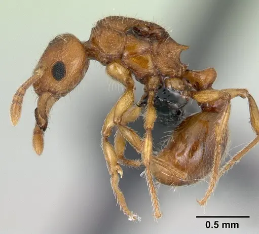 Tetramorium karthala specimen