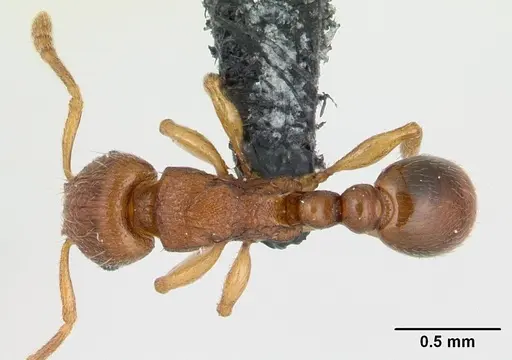 Tetramorium karthala - CASENT0136774