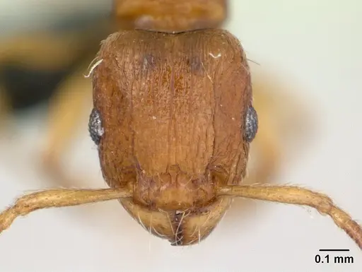 Tetramorium karthala - CASENT0136774