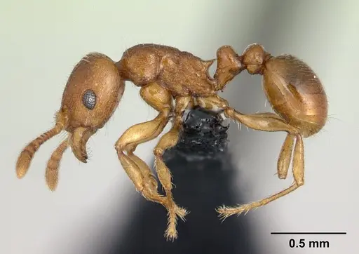 Tetramorium karthala - CASENT0136774