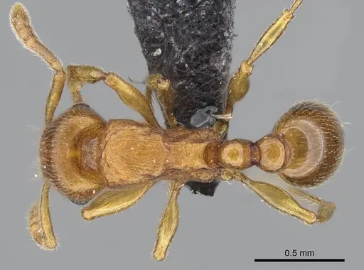 Tetramorium karthala - CASENT0137302