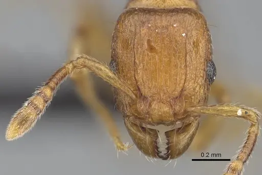 Tetramorium karthala - CASENT0137302