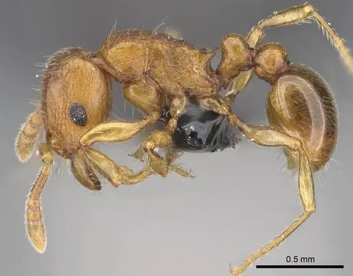 Tetramorium karthala - CASENT0137302