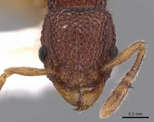 Tetramorium katypum specimen