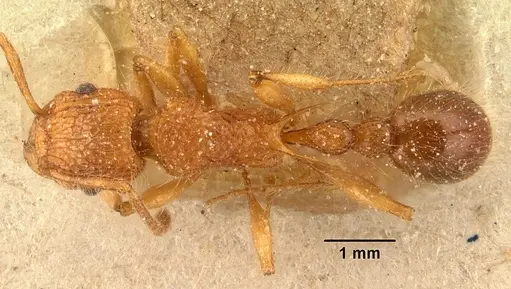 Tetramorium kelleri specimen