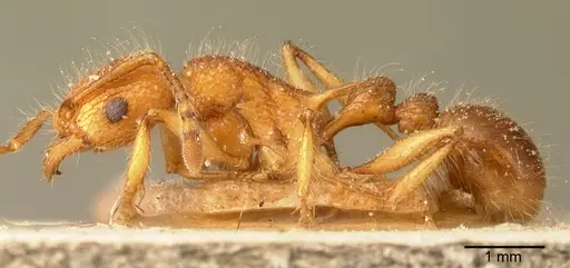 Tetramorium kelleri specimen