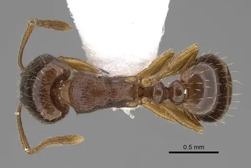 Tetramorium kephalosi specimen