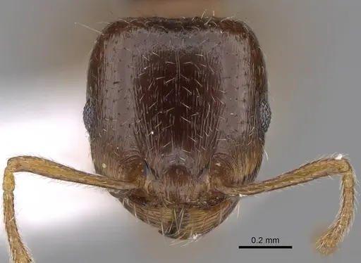 Tetramorium kephalosi specimen