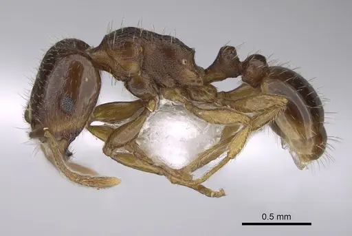 Tetramorium kephalosi specimen