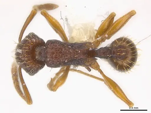 Tetramorium kestrum specimen