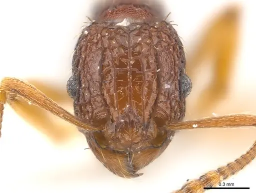 Tetramorium kestrum specimen