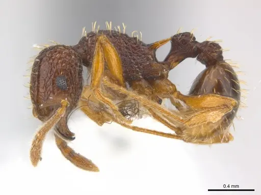 Tetramorium kestrum specimen