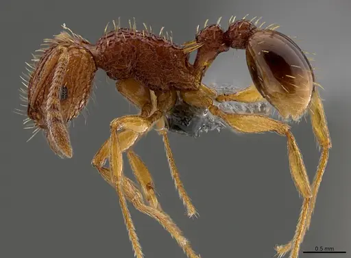 Tetramorium kestrum - CASENT0365738