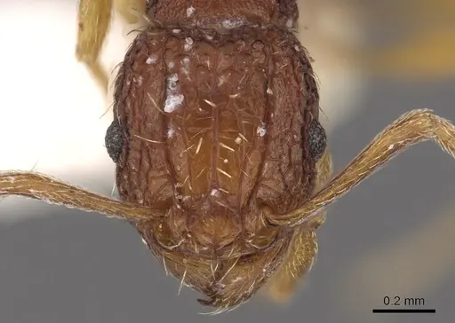 Tetramorium kestrum - CASENT0901202