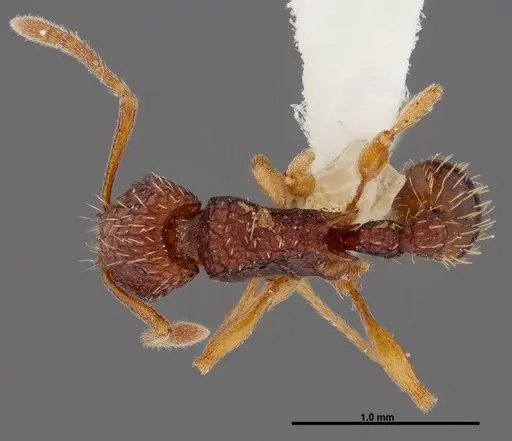 Tetramorium kestrum - FMNHINS0000047313