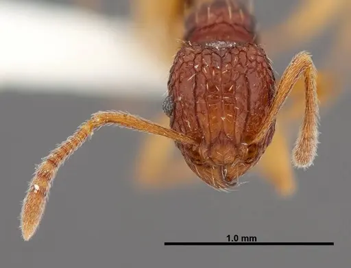 Tetramorium kestrum - FMNHINS0000047313