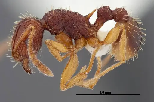 Tetramorium kestrum - FMNHINS0000047313