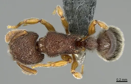 Tetramorium kheperra specimen