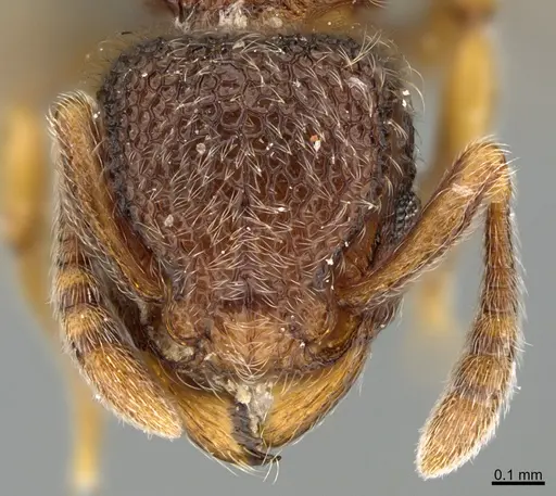 Tetramorium kheperra specimen