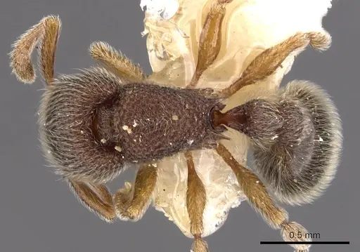 Tetramorium kheperra - CASENT0901062