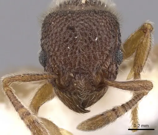 Tetramorium kheperra - CASENT0901062