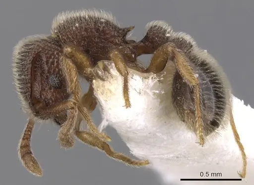 Tetramorium kheperra - CASENT0901062