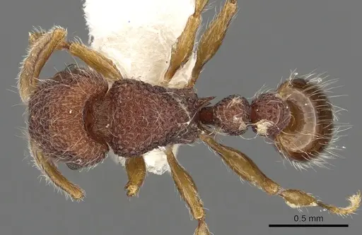 Tetramorium khnum specimen
