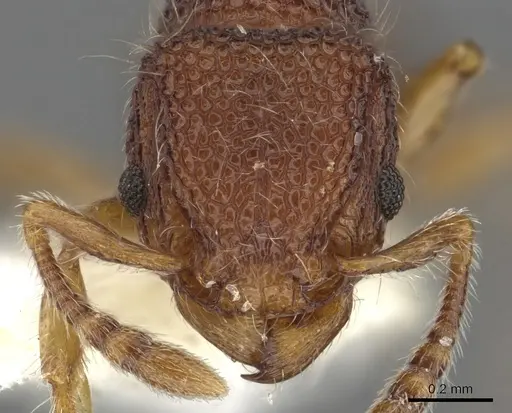 Tetramorium khnum specimen