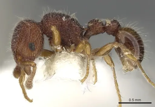 Tetramorium khnum specimen