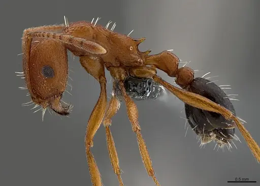 Tetramorium khyarum specimen