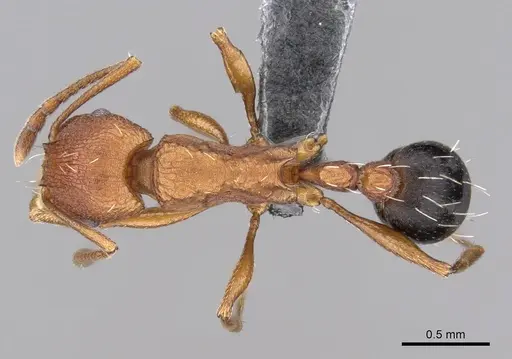 Tetramorium khyarum - CASENT0264349