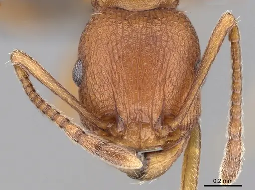 Tetramorium khyarum - CASENT0264349