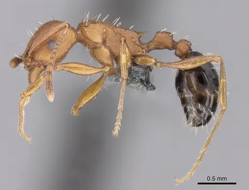 Tetramorium khyarum - CASENT0264349