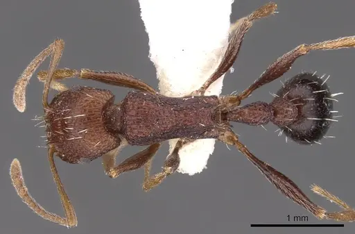 Tetramorium khyarum - CASENT0901246