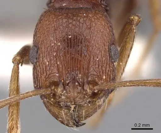 Tetramorium khyarum - CASENT0901246