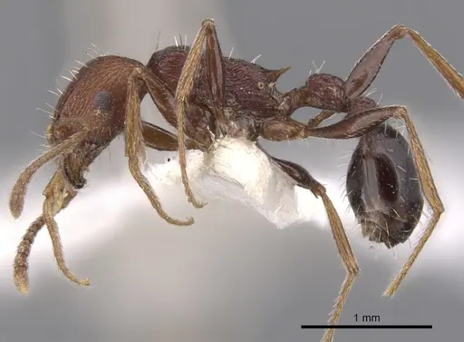 Tetramorium khyarum - CASENT0901246