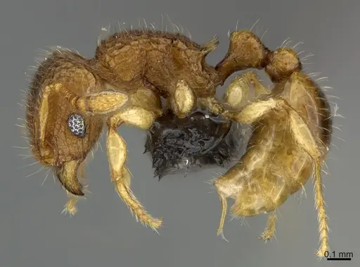 Tetramorium kraepelini specimen
