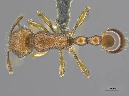 Tetramorium krishnani specimen