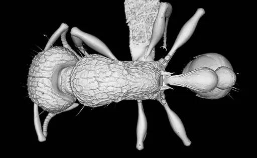 Tetramorium krishnani specimen
