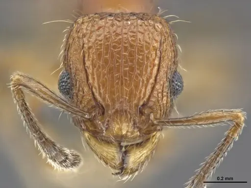 Tetramorium krishnani specimen