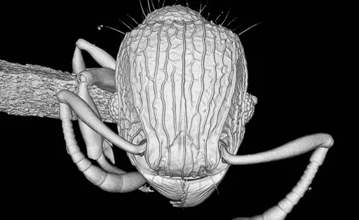 Tetramorium krishnani - NCBS-AV940