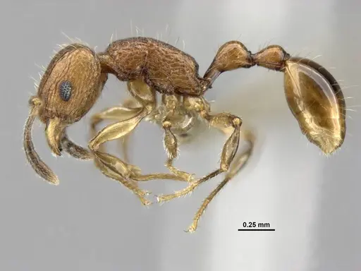 Tetramorium krishnani - NCBS-AV940