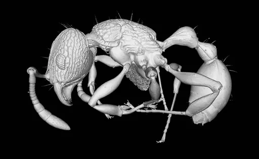 Tetramorium krishnani - NCBS-AV940