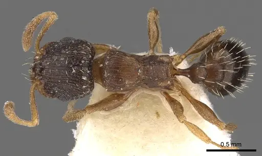 Tetramorium krynitum specimen