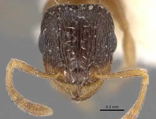 Tetramorium krynitum specimen