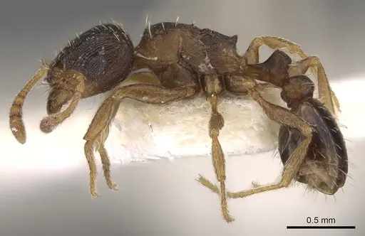Tetramorium krynitum specimen